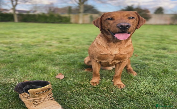 Labrador Retriever dogs - Advert 1