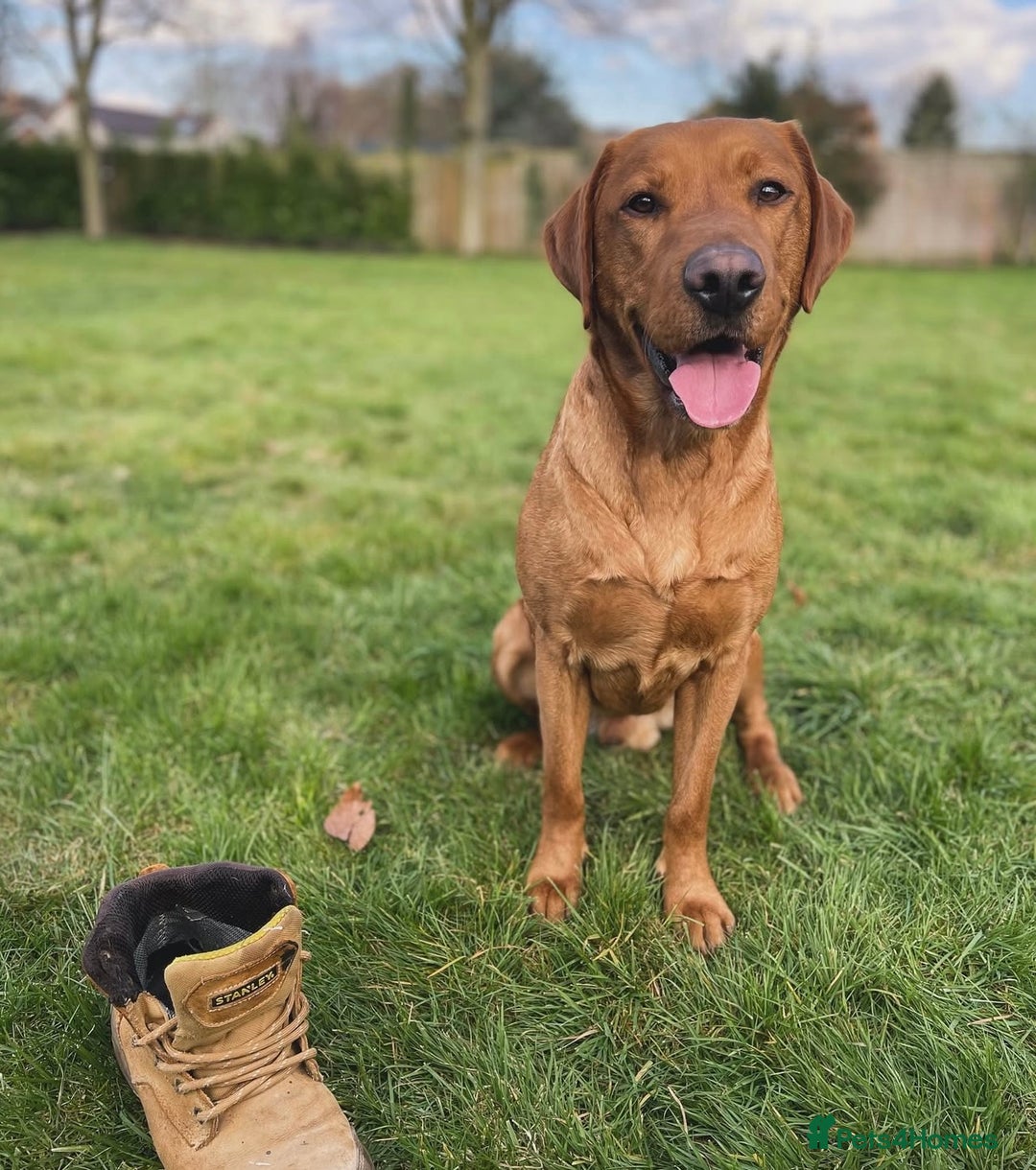 Labrador Retriever dogs for sale: Male fox red Labrador  - Image 1