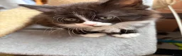 Mixed Breed cats for sale: Beautiful mixed-breed kittens! - Advert 15