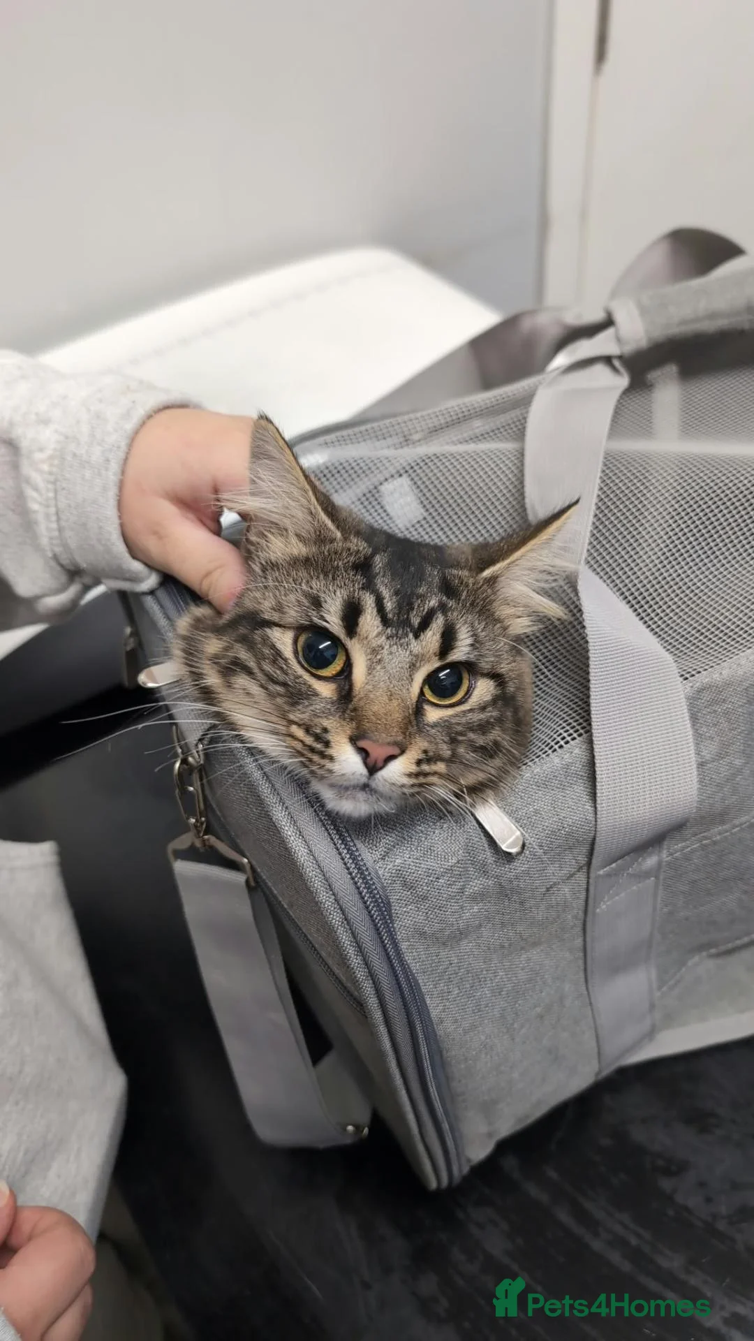 Mixed Breed cats for sale: Mixed Breed Maine Coone and Tabby to Rehome in Halifax - Advert 2