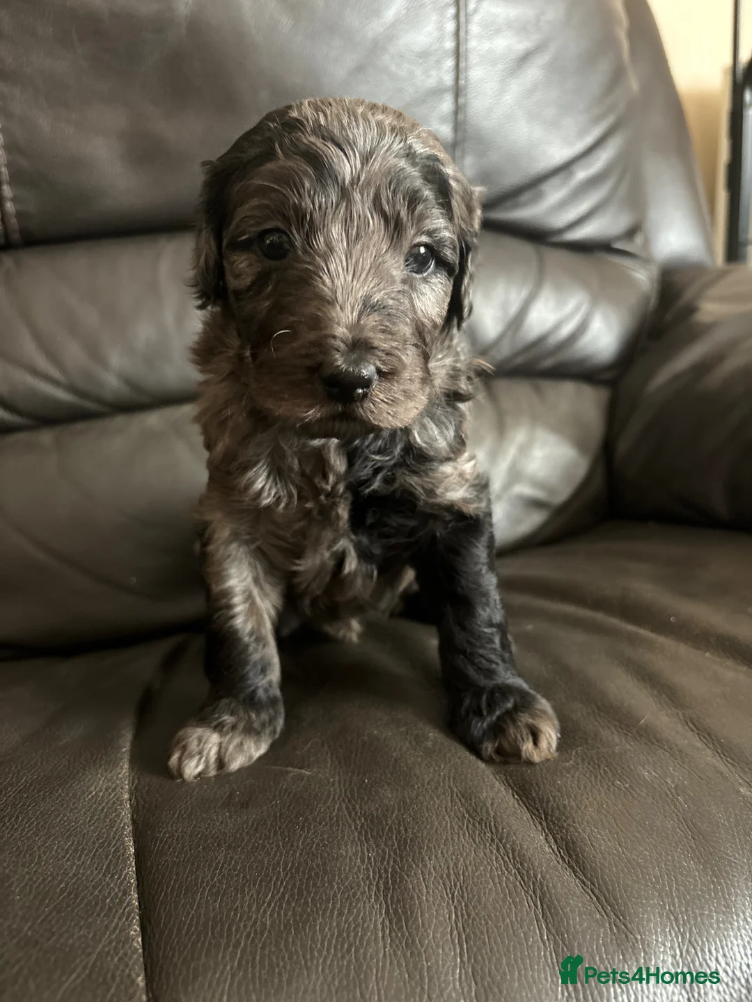Australian Labradoodle dogs for sale: 💕Cutest Australian Labradoodle Puppies💕 - Advert 2