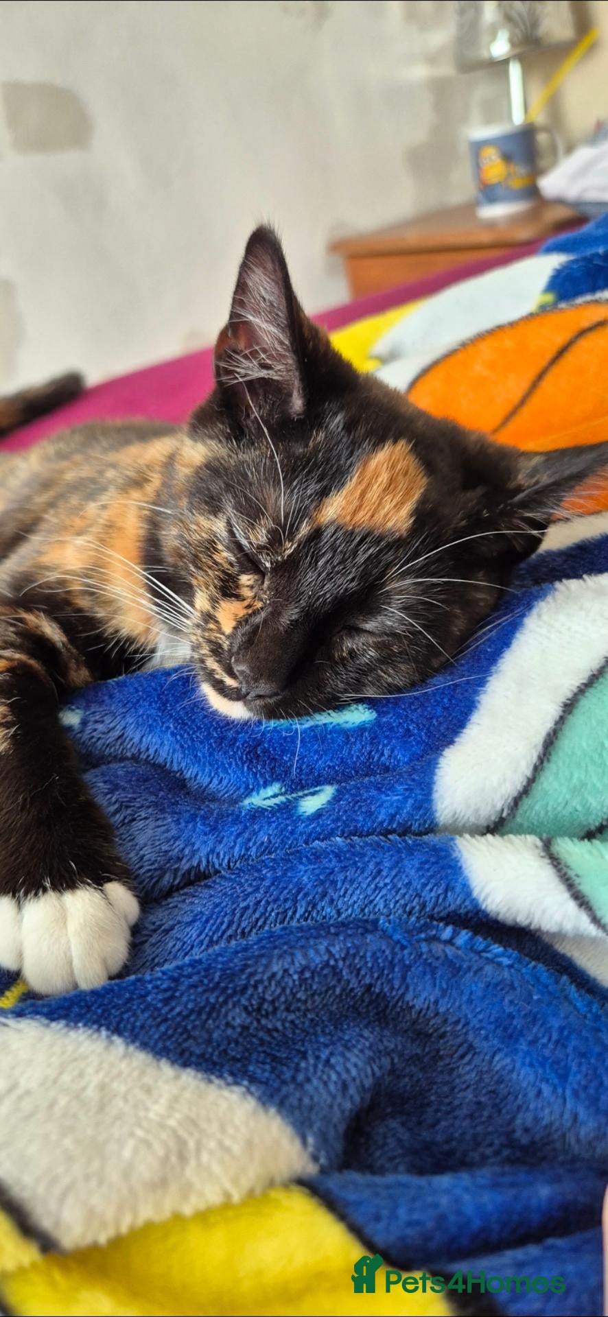 British Shorthair cats Female needs a loving home - Advert 5
