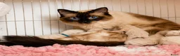 Ragdoll cats for stud: Ragdoll Stud - Experienced  - Advert 5