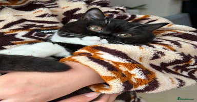 British Shorthair cats - Advert 14