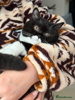 British Shorthair cats - Advert 2