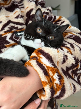 British Shorthair cats - Advert 1