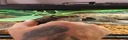 Skink reptiles for sale: Full set up and a pair of redeyed crocodile skinks - Advert 3