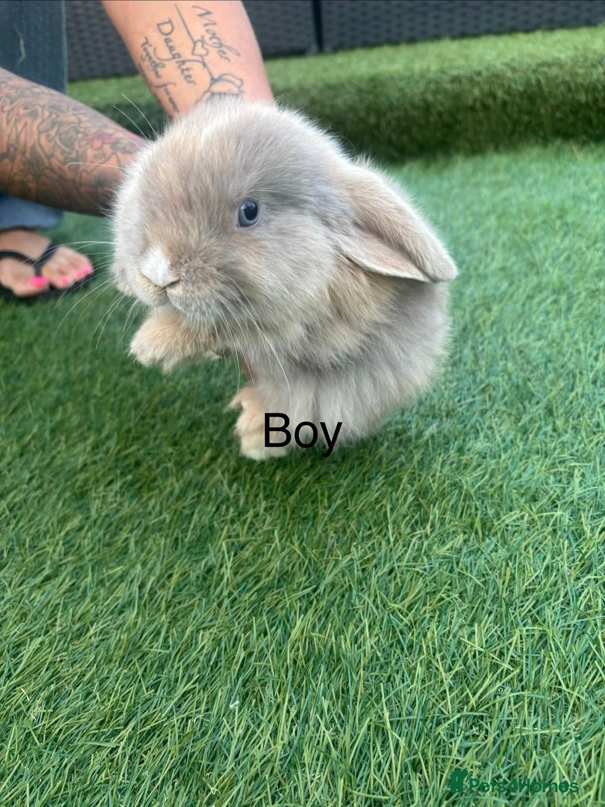 Mini Lop rabbits 2 stunning boys  - Advert 8