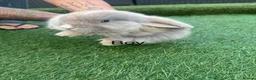 Mini Lop rabbits for sale: 2 stunning boys  - Advert 1