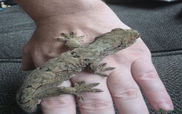 Gecko reptiles for sale: Breeding pair chahoua gecko  - Image 9