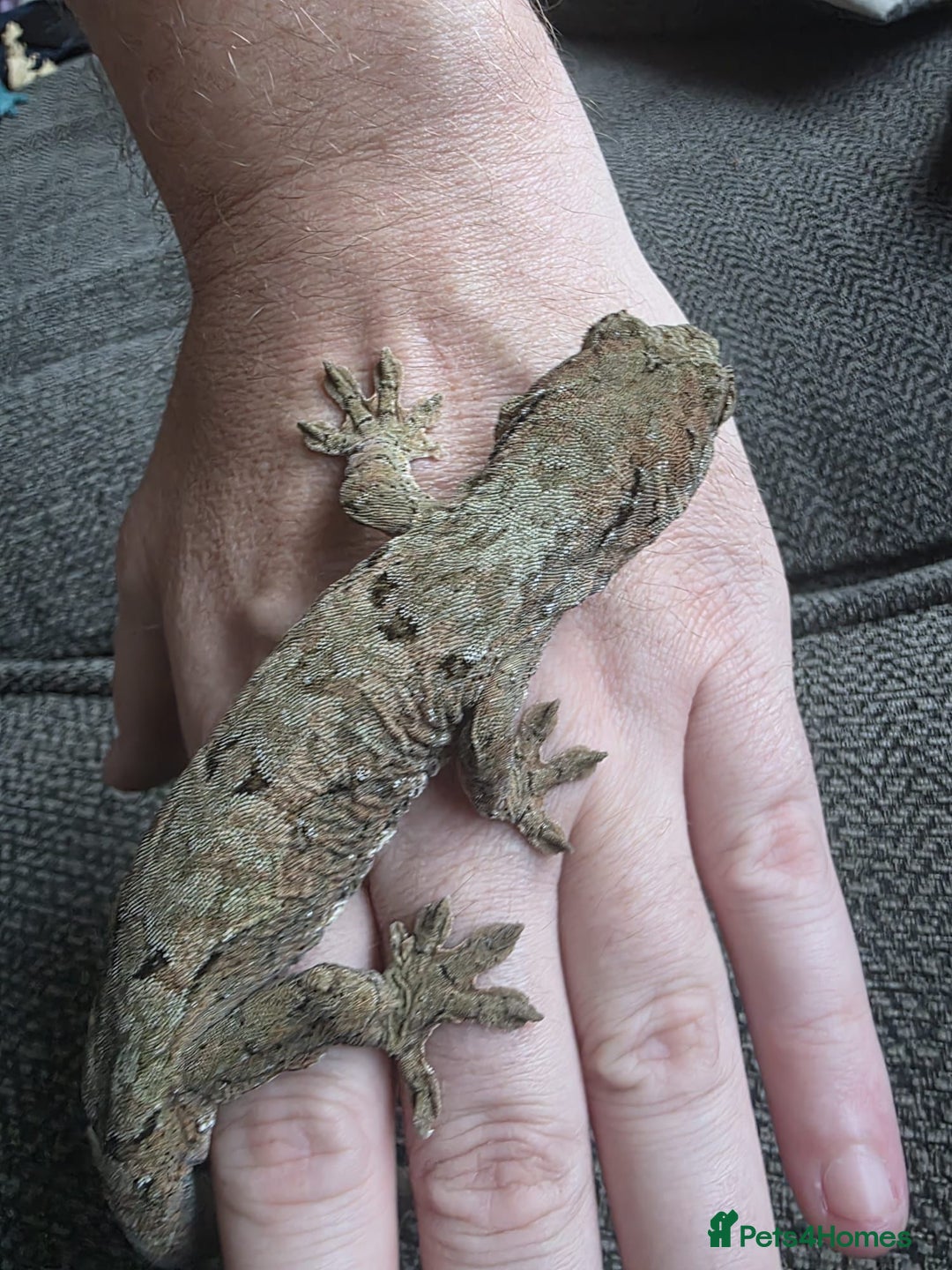 Gecko reptiles for sale: Breeding pair chahoua gecko  - Image 9