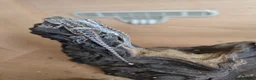 Bearded Dragon reptiles for sale: Baby bearded dragon  in Bridgend - Advert 14