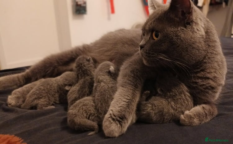British Shorthair cats for sale - Advert 1