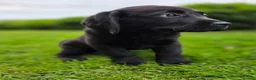 Labrador Retriever dogs for sale: High Quality Chunky Black Labrador Puppies - Advert 11