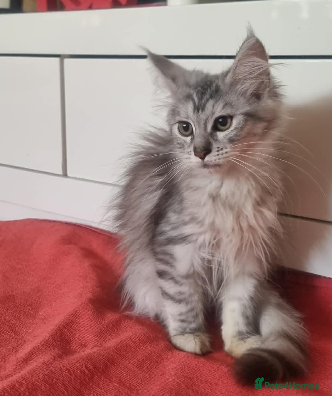 Maine Coon cats Beautiful Maine Coon Kittens READY - Advert 9