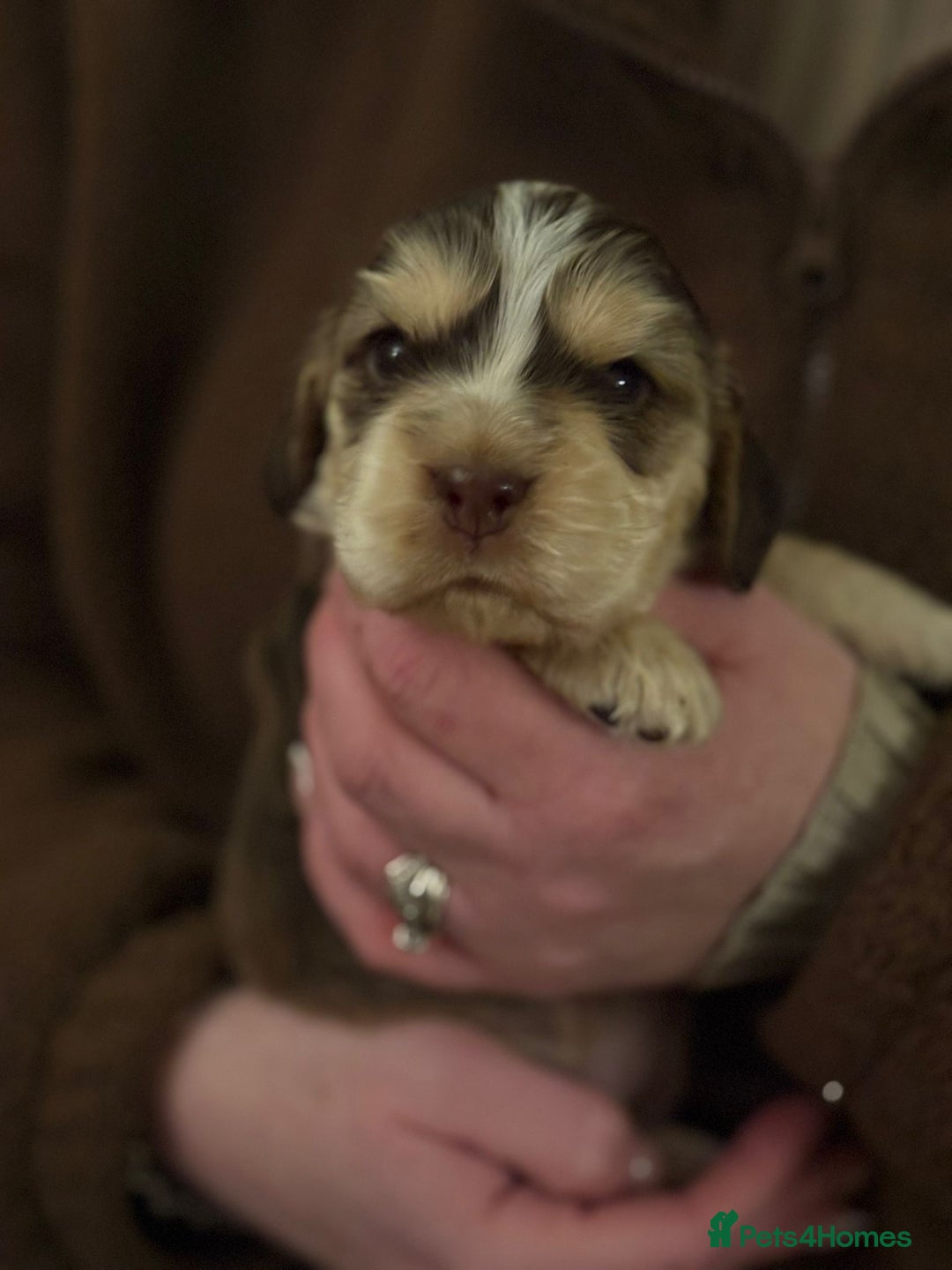 Cocker Spaniel dogs for sale: Extensively health tested, cocker spaniels. - Advert 13