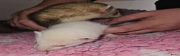 Ferret rodents for sale: 2 x ferrets and hutch food etc - Advert 5