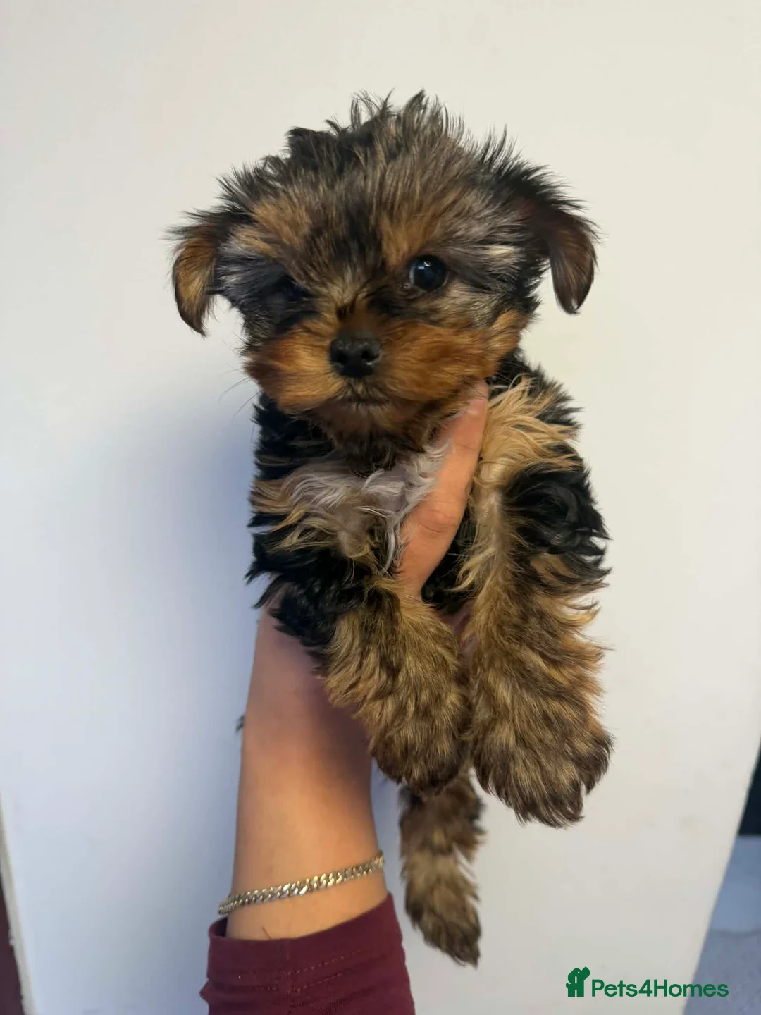 Yorkshire Terrier dogs for sale: Two beautiful puppies for sale  - Advert 4