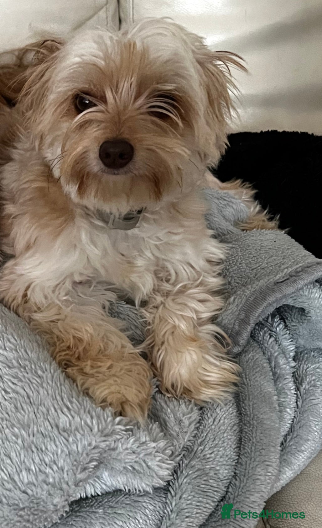 Chorkie dogs 2 girls left! Beautiful Chorkie Puppies for Sale  - Advert 2