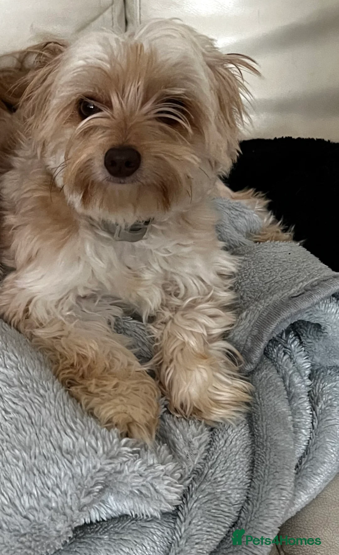 Chorkie dogs for sale: Beautiful Chorkie Puppies for Sale 🐶 - Advert 2