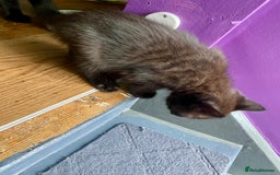 Mixed Breed cats for sale: Bombay x Tabby little girls - Image 9