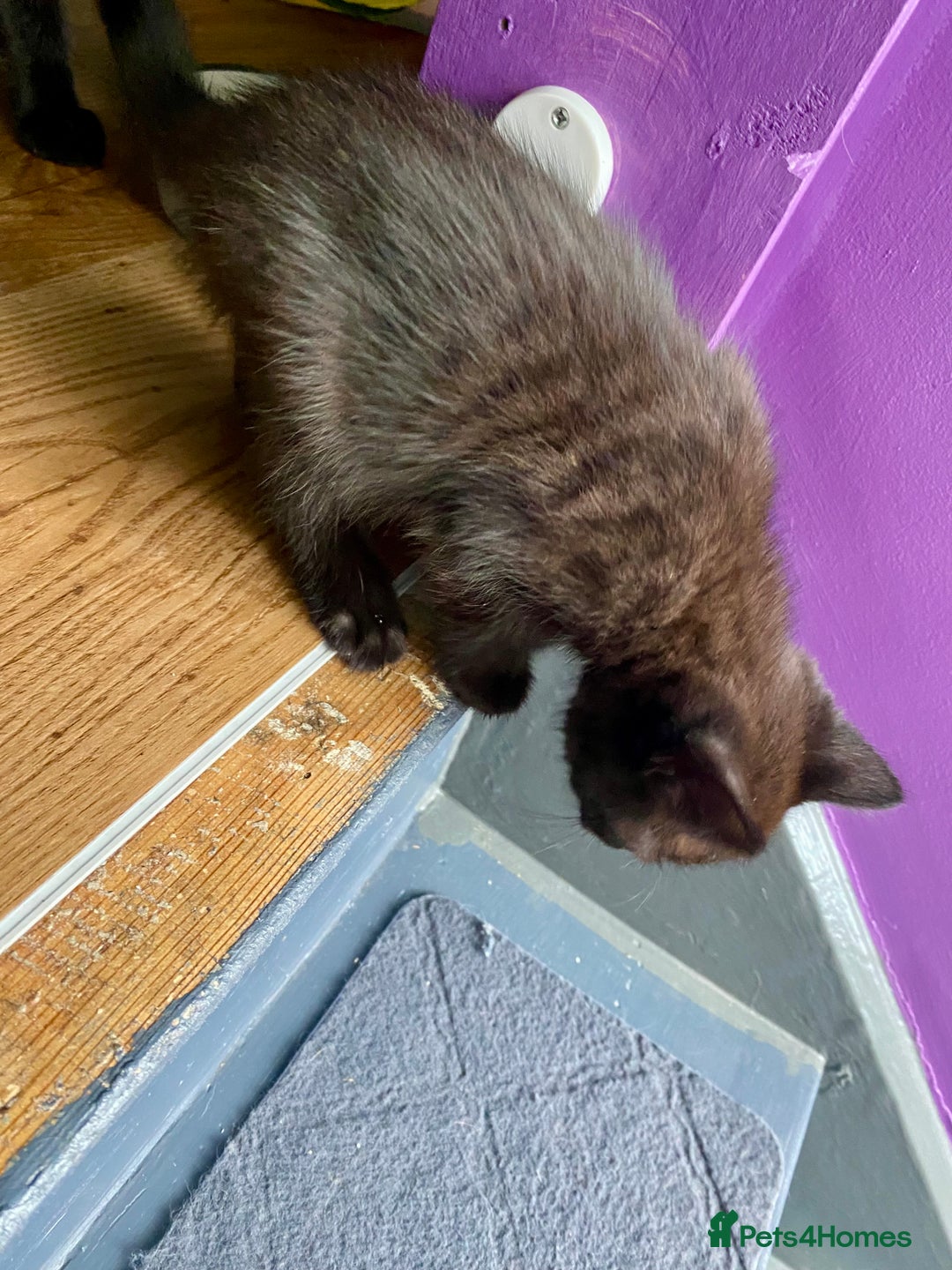 Mixed Breed cats for sale: Bombay x Tabby little girls - Image 9