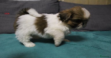 Shih Tzu dogs - Advert 16