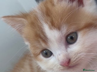 Turkish Angora cats - Advert 1