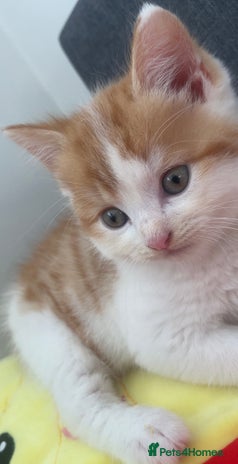 Turkish Angora cats - Advert 4