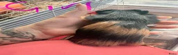 Guinea Pig rodents for sale: 16 baby guinea pigs - Advert 16