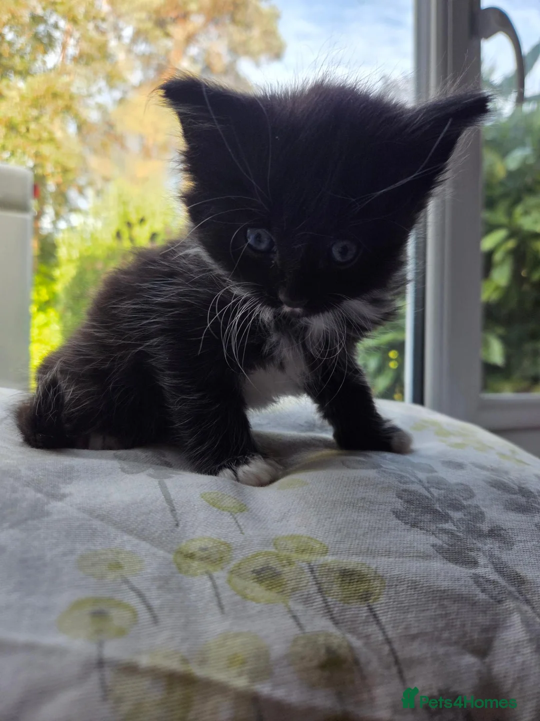 Mixed Breed cats for sale: 🐾 Two Kittens Looking for Their Forever Homes! 🐾 in Southampton - Advert 9