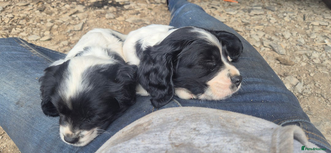 Mixed Breed dogs for sale: Springaliers - Image 4