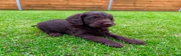 Labradoodle dogs for sale: Chocolate & chocolate Merle Babies 🐾🐾🐾 - Advert 7