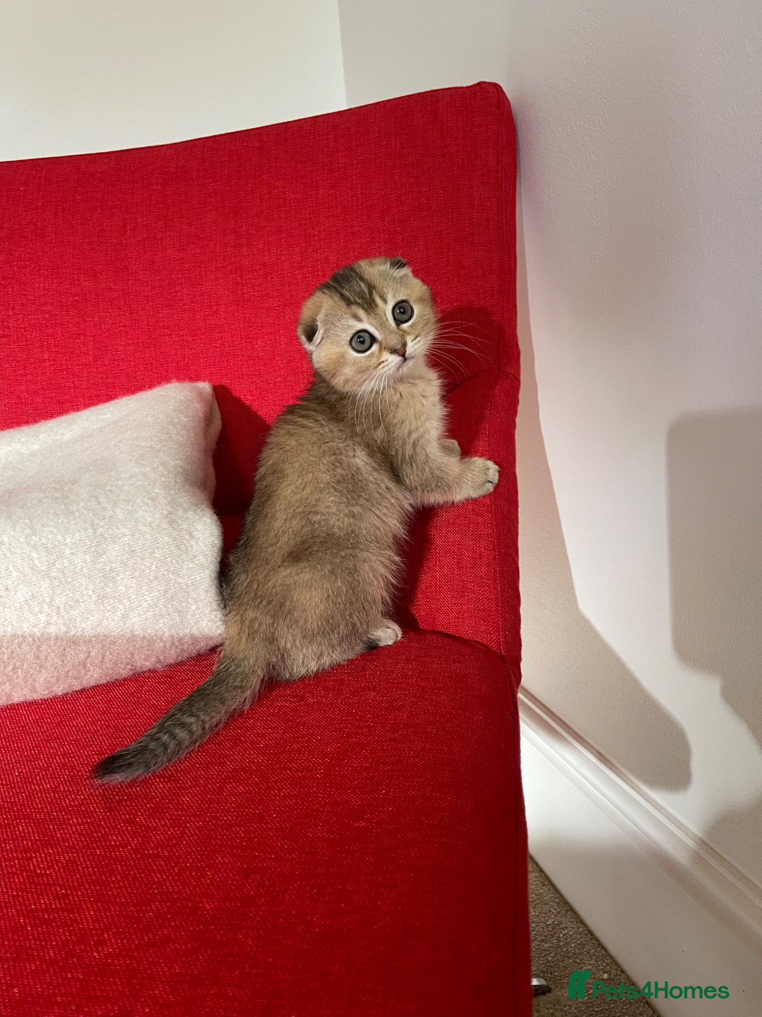 Scottish Fold cats SALE !!!! LOVELY SCOTTISH FOLD GOLDEN KITTENS  - Advert 2