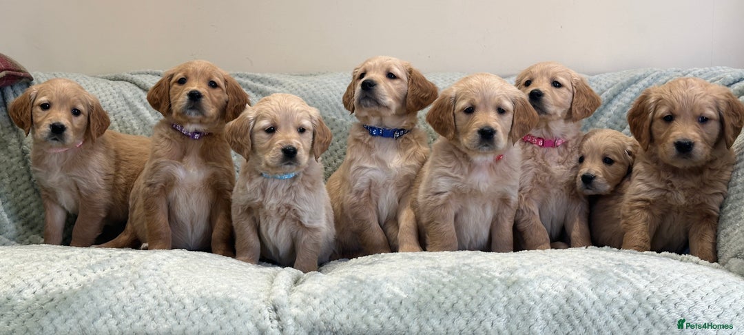 Golden Retriever dogs for sale: Quality litter of KC reg Golden Retriever Puppies  - Advert 4