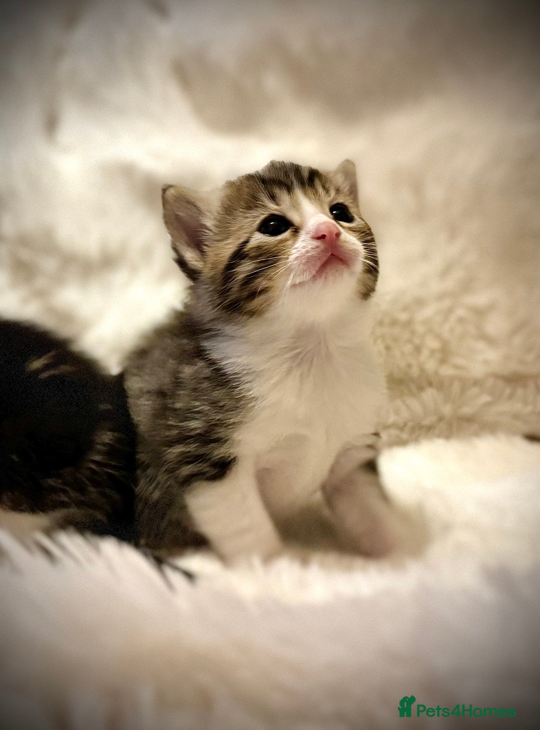 Ragdoll cats for sale: ✨ Exquisite Ragdoll-Bengal Baby Kittens ✨ - Advert 13