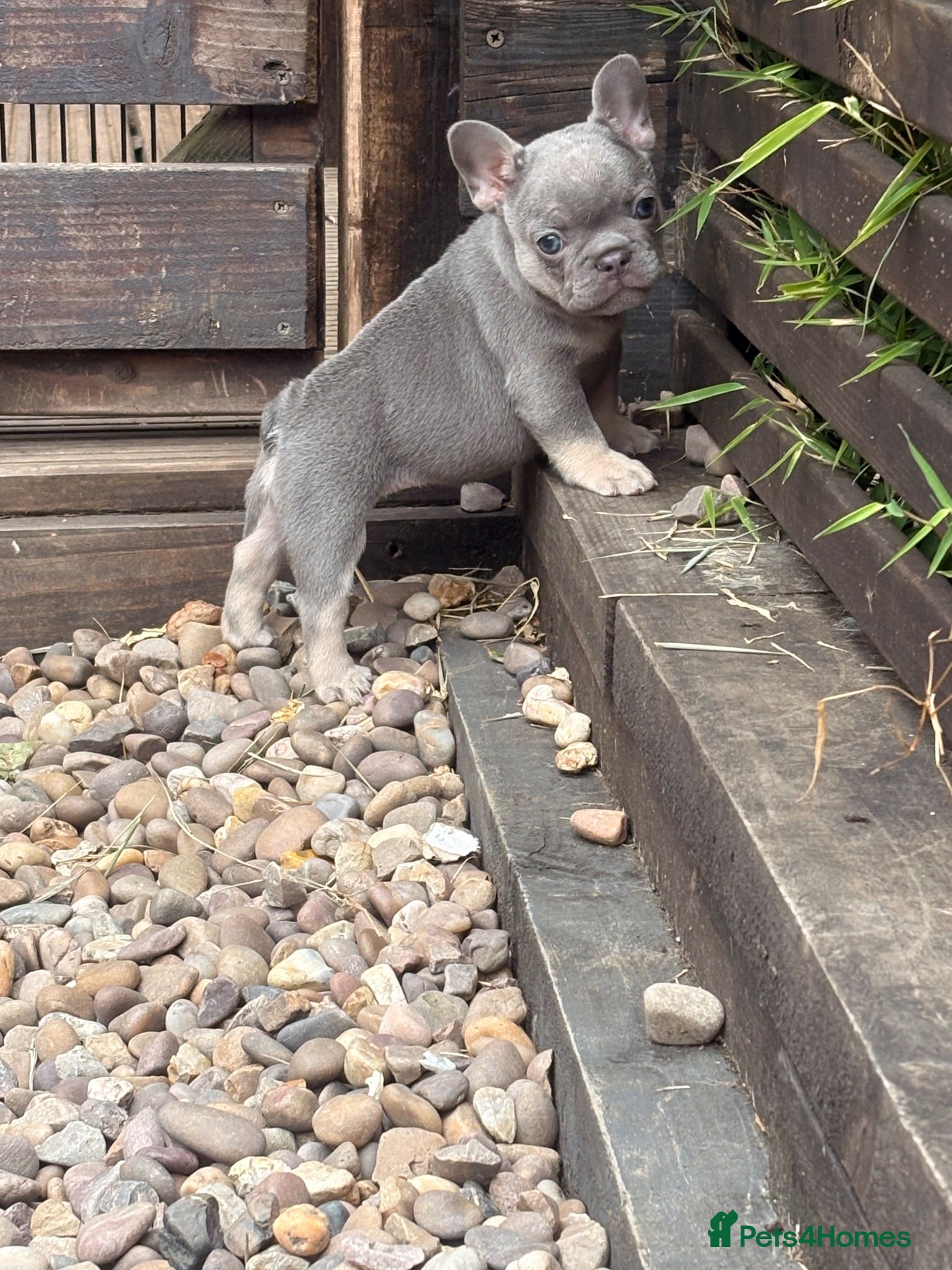 French Bulldog dogs Gorgeous French girls available  - Advert 7