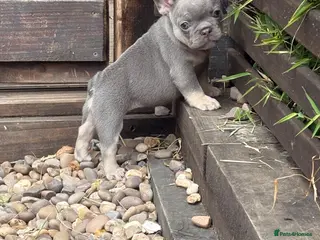 French Bulldog dogs Gorgeous French girls available - Advert 7