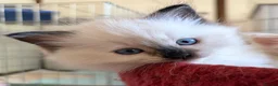 Ragdoll cats for sale: Flame and Seal point kittens  - Advert 13