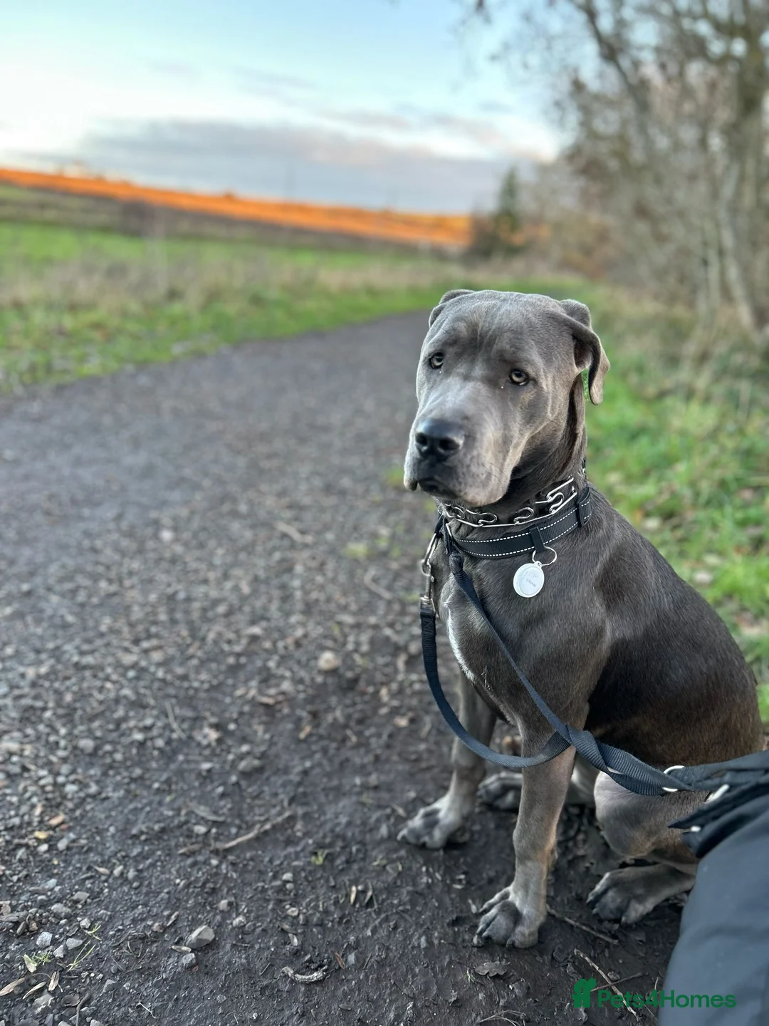 Cane Corso dogs for sale: Koa, 14 month olds Italian mastiff / cane corso  - Advert 2