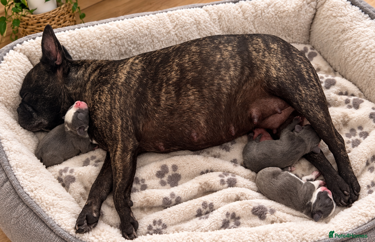 French Bulldog dogs French bulldog - Advert 1