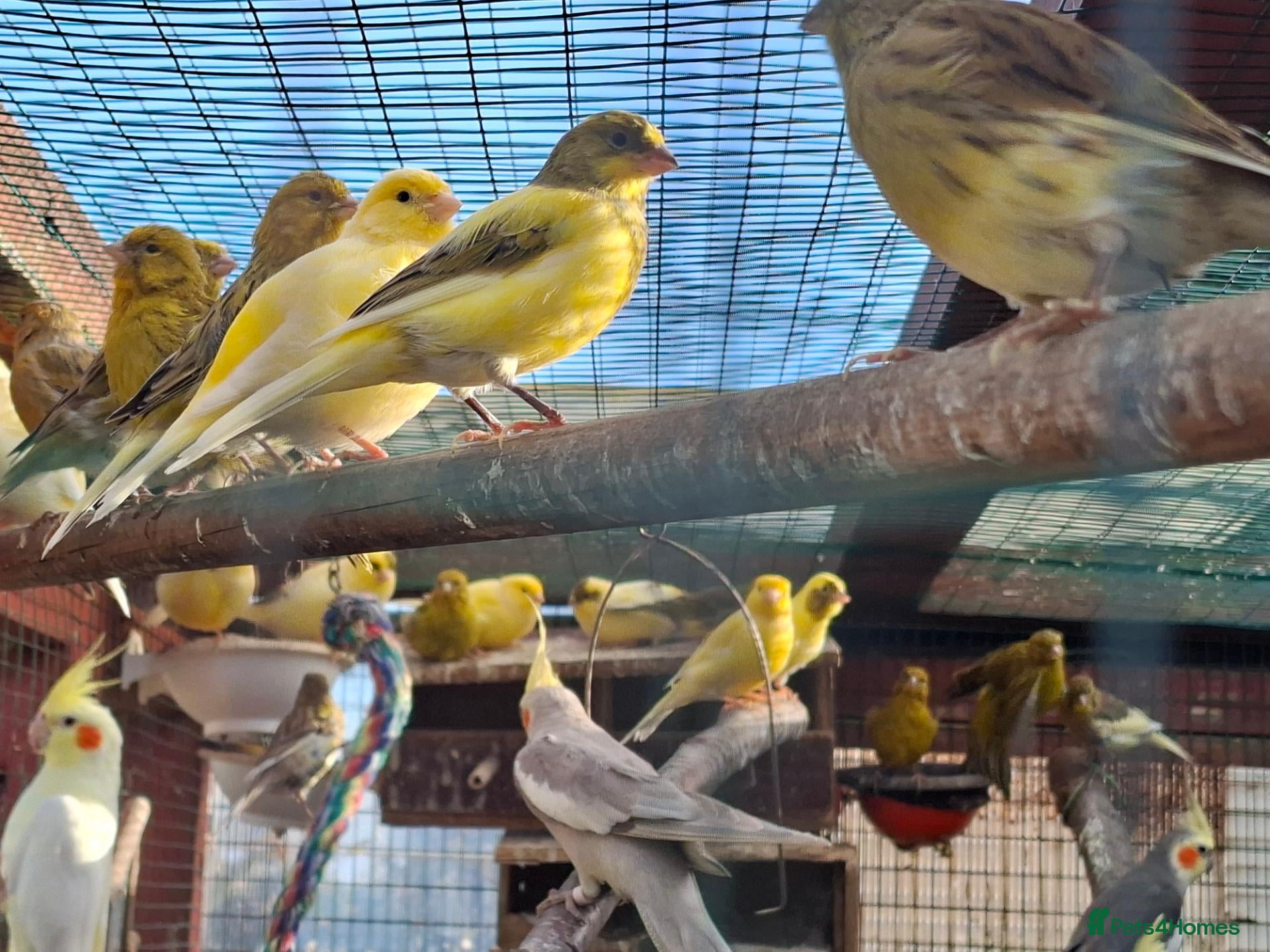 Canaries birds Canaries for sale - Advert 1