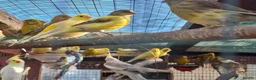 Canaries birds for sale: Canaries for sale - Advert 1