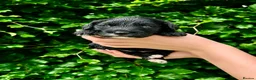 Sproodle dogs for sale: Stunning F1 Sproodles  - Advert 3