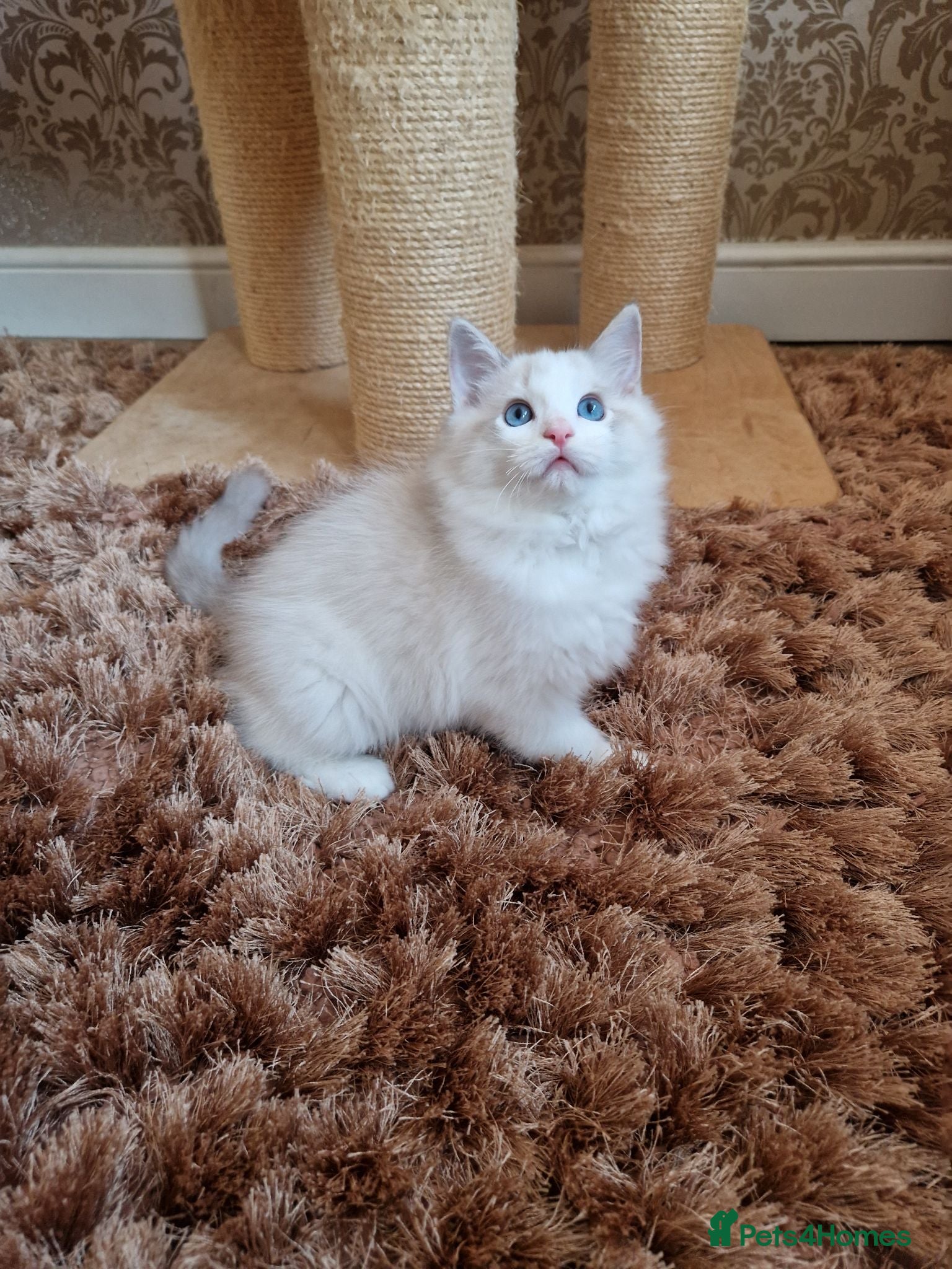Ragdoll cats Stunning Blue Bicolour Boy - Advert 1