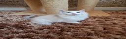 Ragdoll cats for sale: Stunning Blue Bicolour Boy - Advert 1