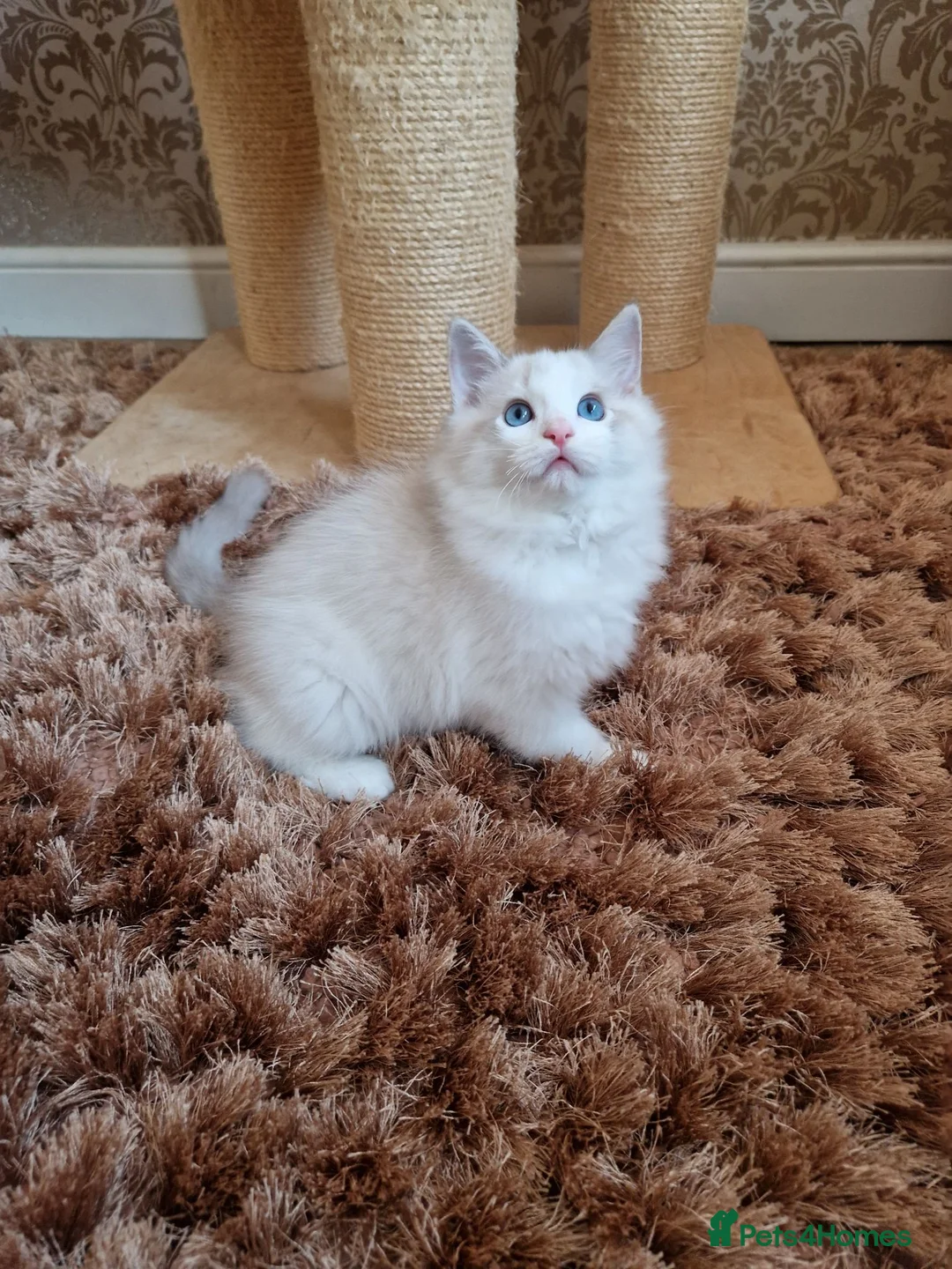 Ragdoll cats for sale: Stunning Blue Bicolour Boy - Advert 1