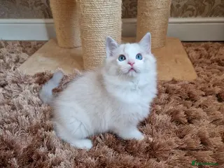 Ragdoll cats Stunning Blue Bicolour Boy - Advert 18