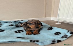Miniature Dachshund dogs for sale: Beautiful miniature dachshund  - Image 4