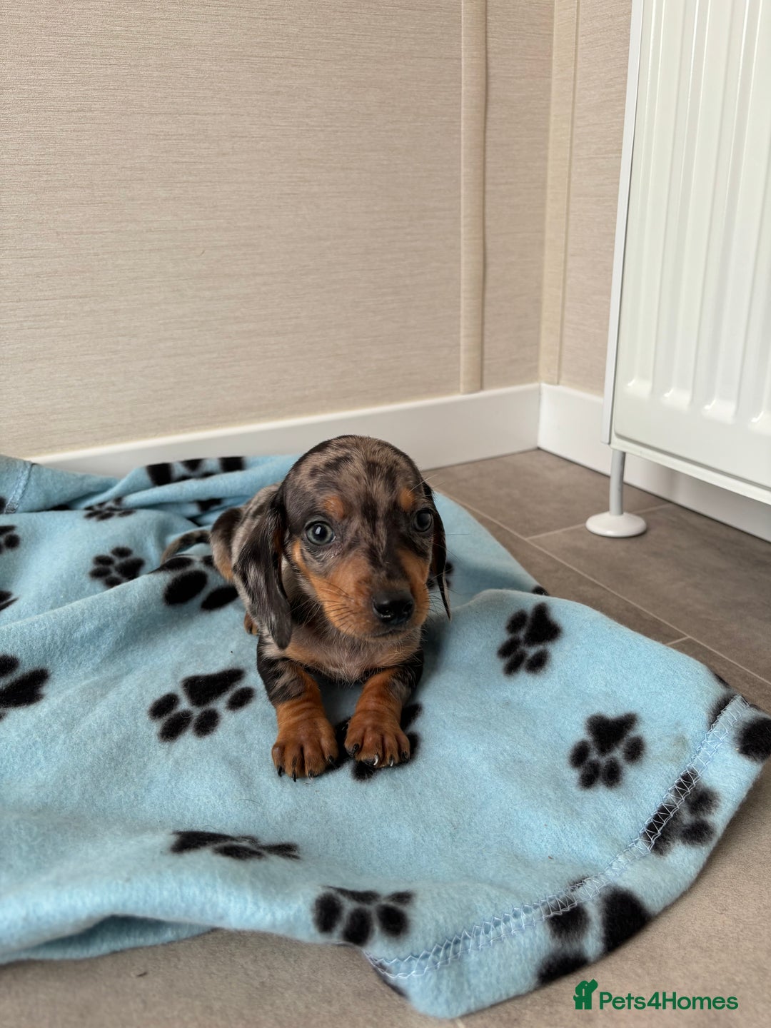 Miniature Dachshund dogs for sale: Beautiful miniature dachshund  - Image 4